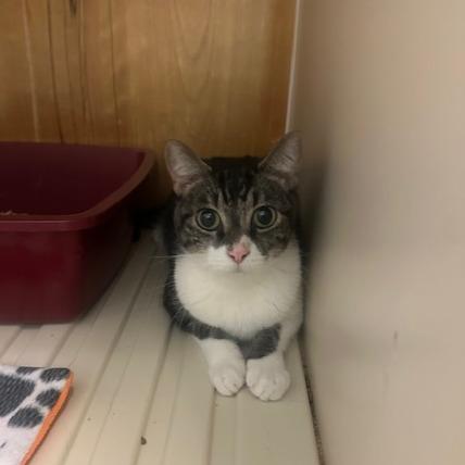 Bojangles, Adoptable, Adult Male Domestic Short Hair.