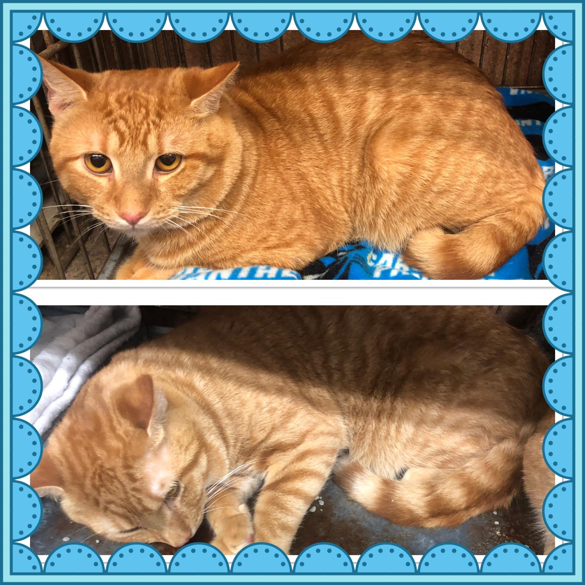 LEGO, ADOPTABLE, Adult Male Domestic Short Hair.