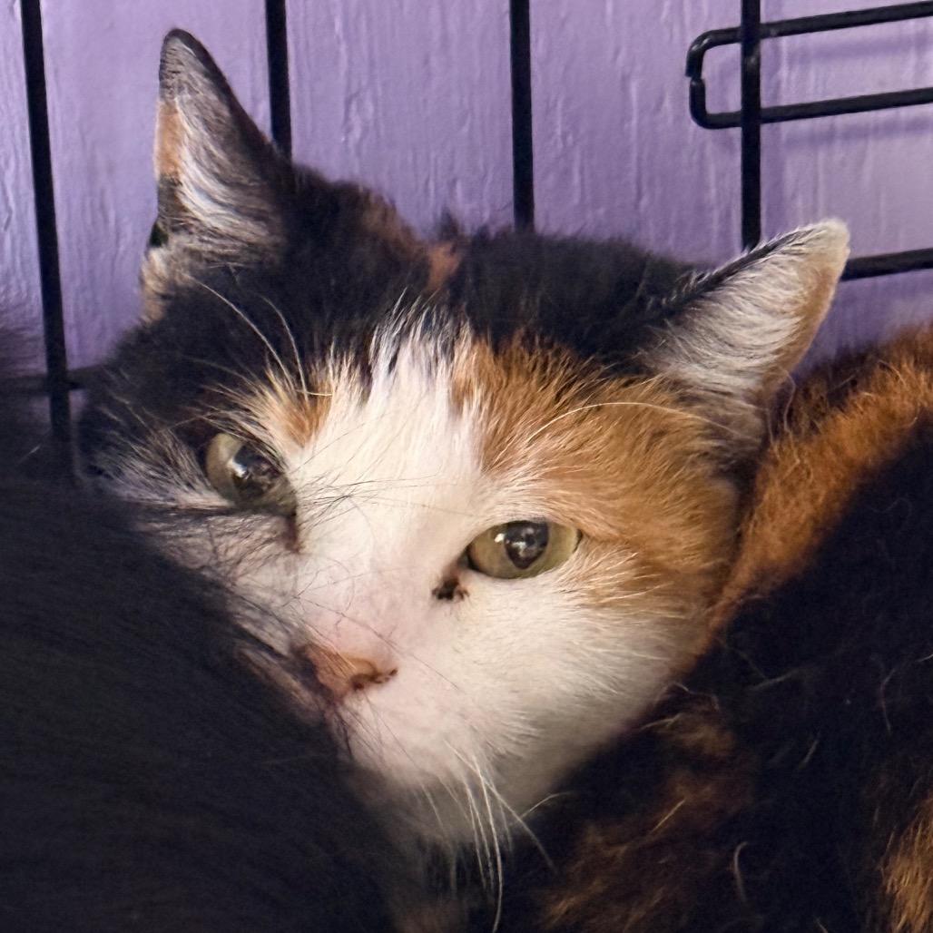 Rosie, a Adoptable Domestic Short Hair in Redwood Valley, CA image 1/2