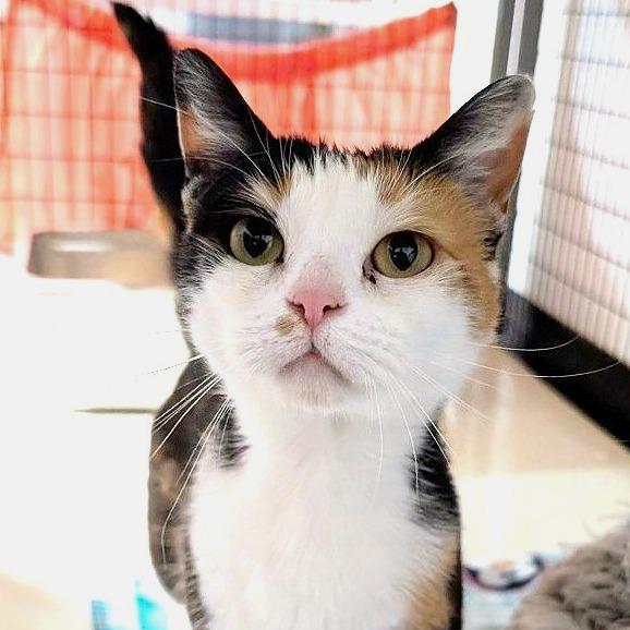 Rosie, a Adoptable Domestic Short Hair in Redwood Valley, CA image 2/2