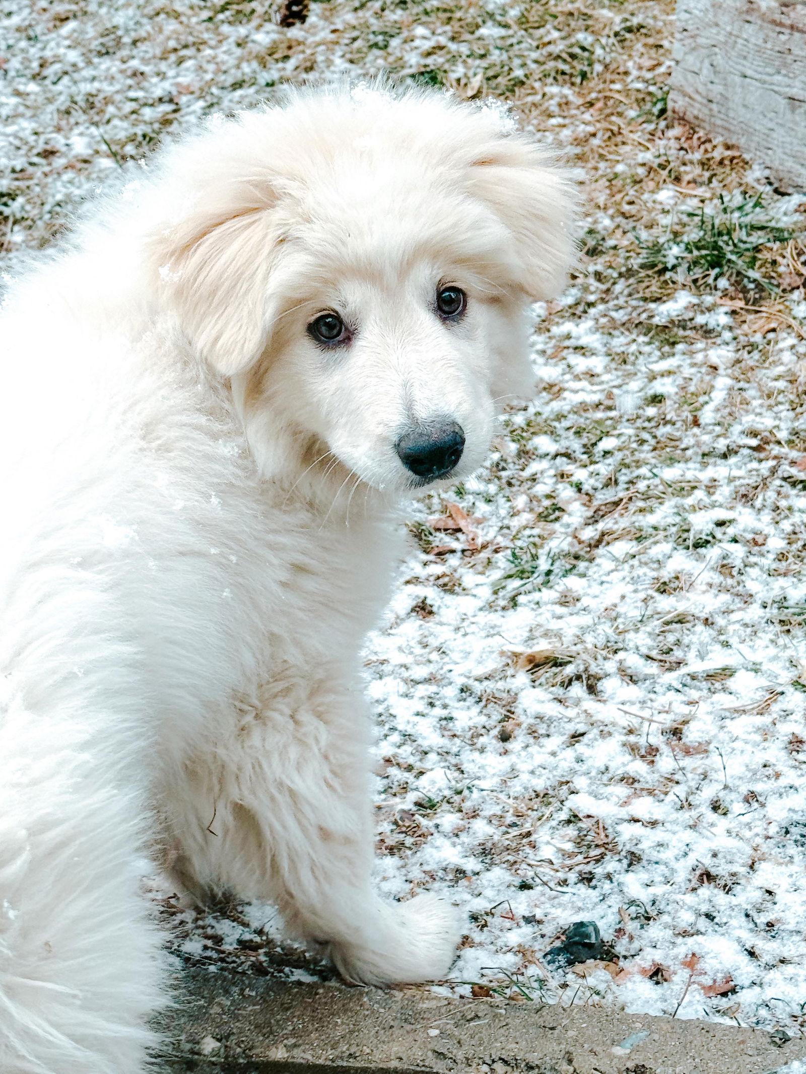Enlarge Ice, a Adopted Great Pyrenees in Bountiful, UT image 1/1