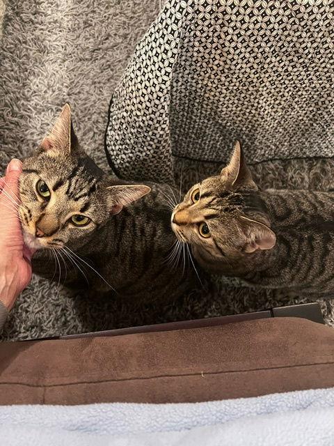Shadow (tabby) (& Dollface) bonded, a Adoptable Domestic Short Hair in Herndon, VA image 3/3