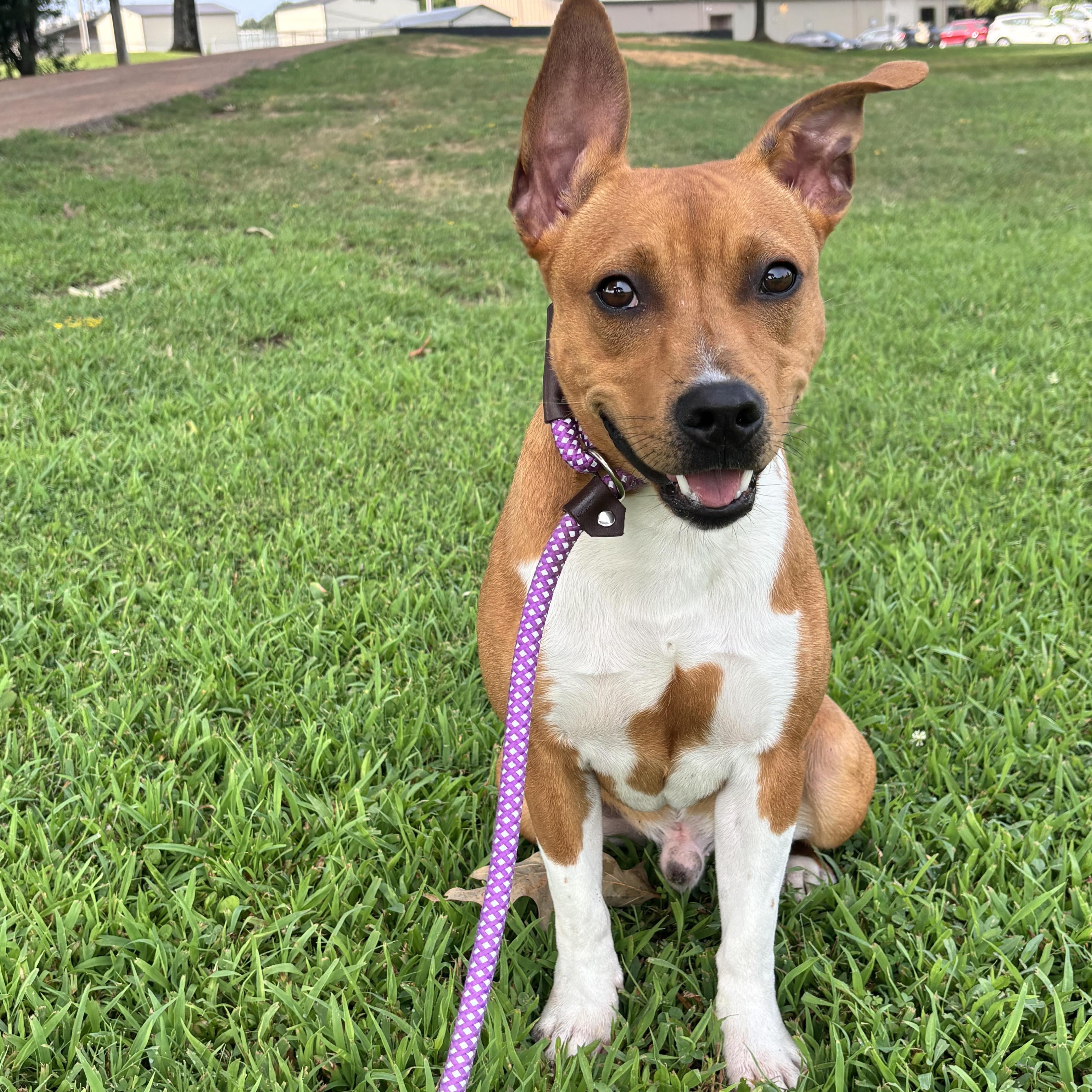 Enlarge Maynard, a ADOPTABLE mixed breed in Collierville, TN image 4/4