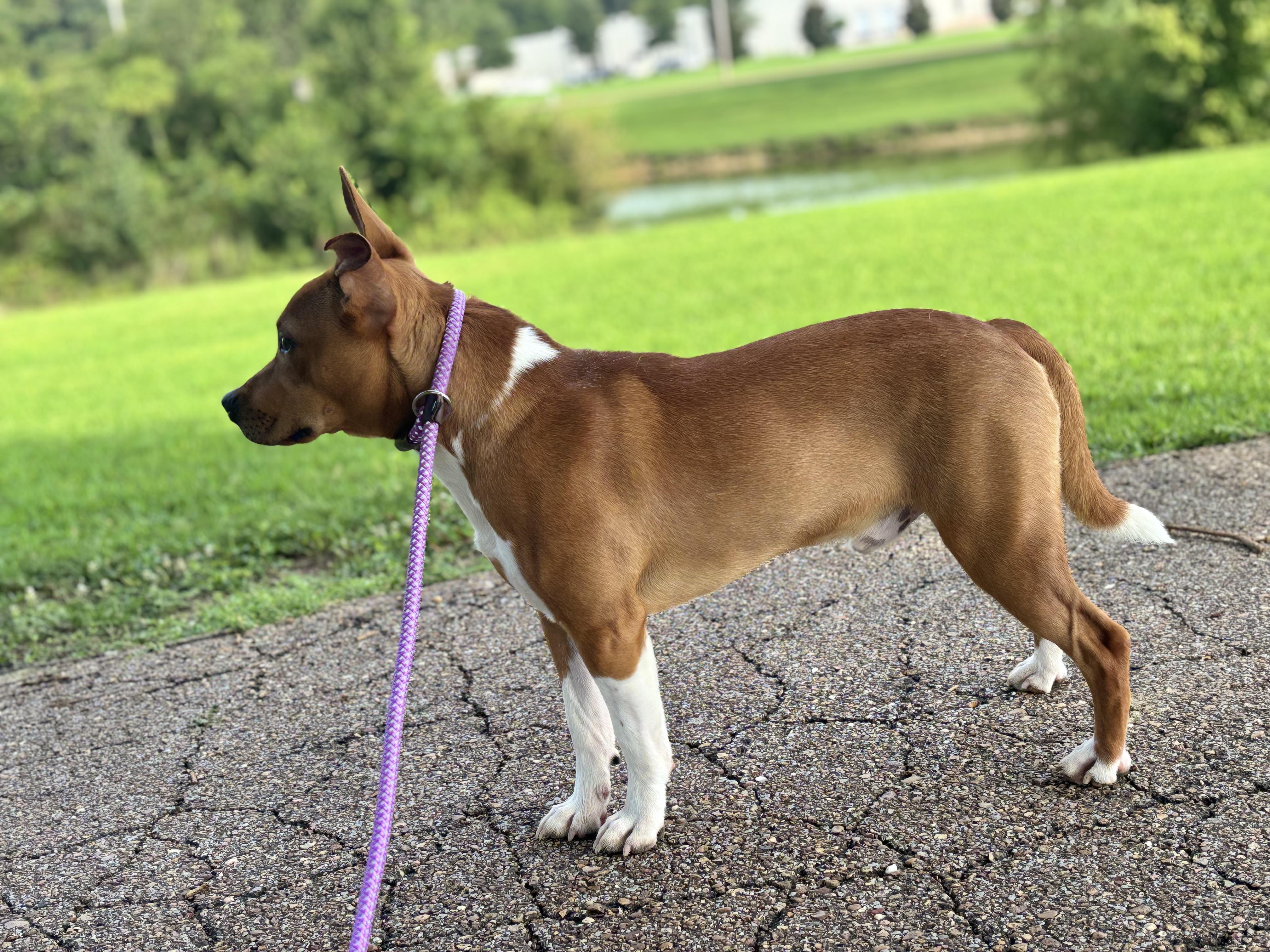 Enlarge Maynard, a ADOPTABLE mixed breed in Collierville, TN image 2/4