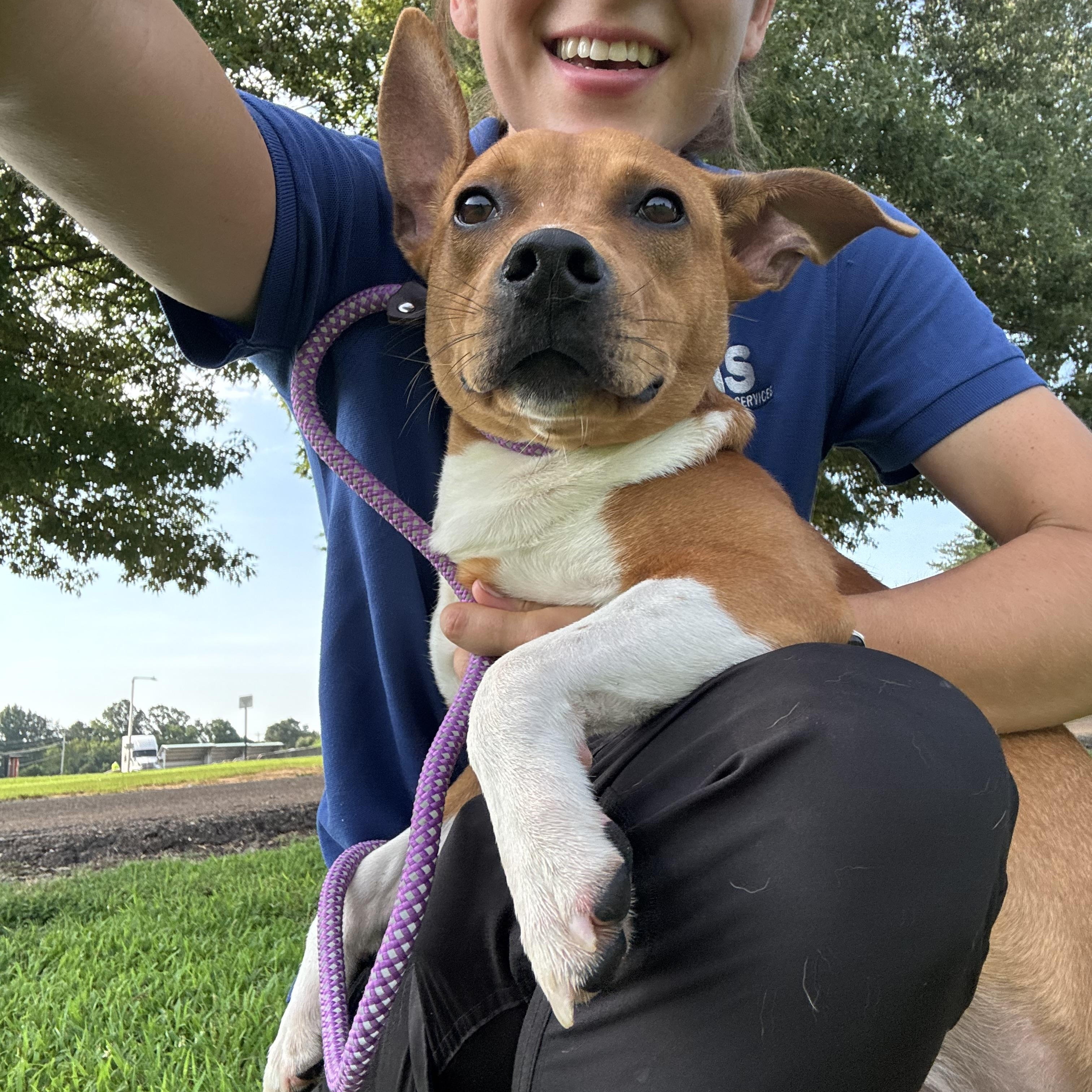Maynard, ADOPTABLE, Puppy Male Staffordshire Bull Terrier.