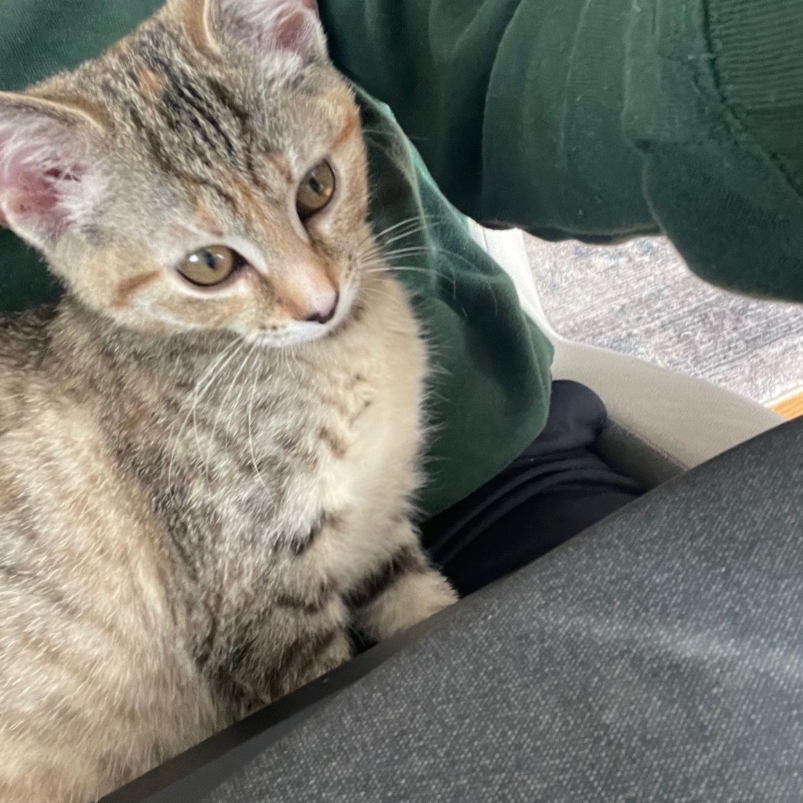 Robbins, Adoptable, Kitten Female Torbie.
