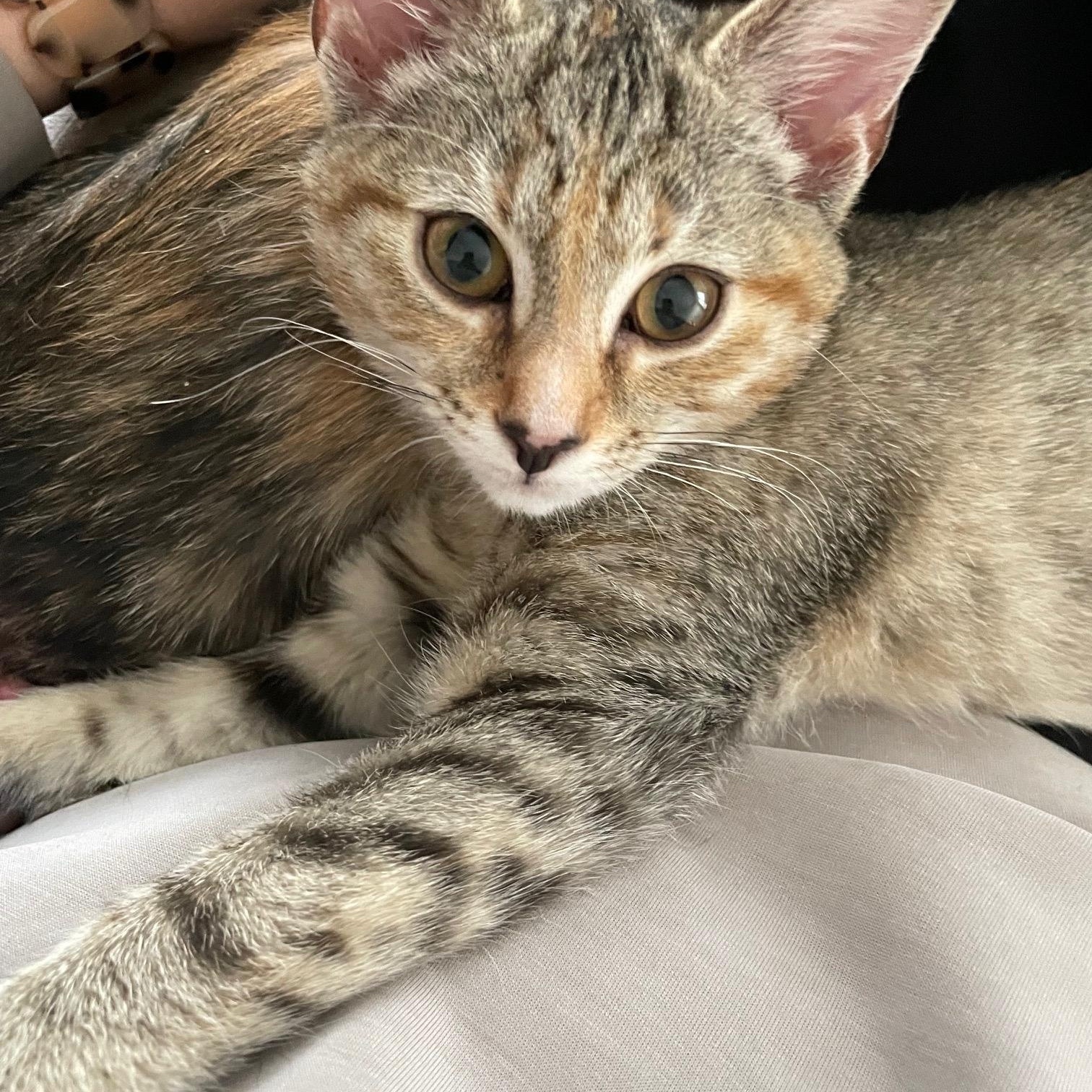 Enlarge Robbins, a Adoptable Torbie in Frederick, MD image 3/3