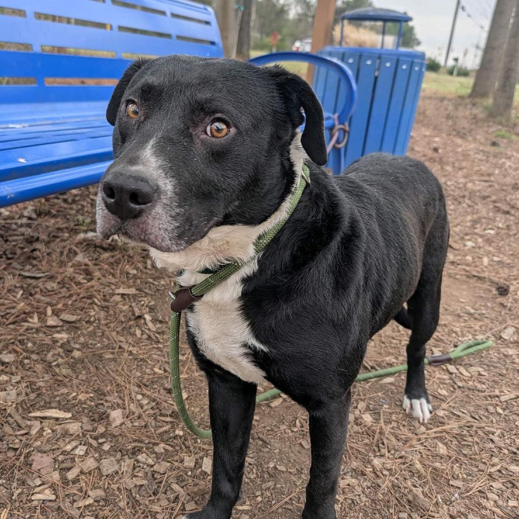 Enlarge Howard, a Adoptable Mixed Breed in Greensboro, NC image 1/6