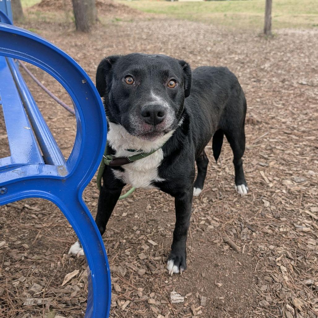 Enlarge Howard, a Adoptable Mixed Breed in Greensboro, NC image 2/6