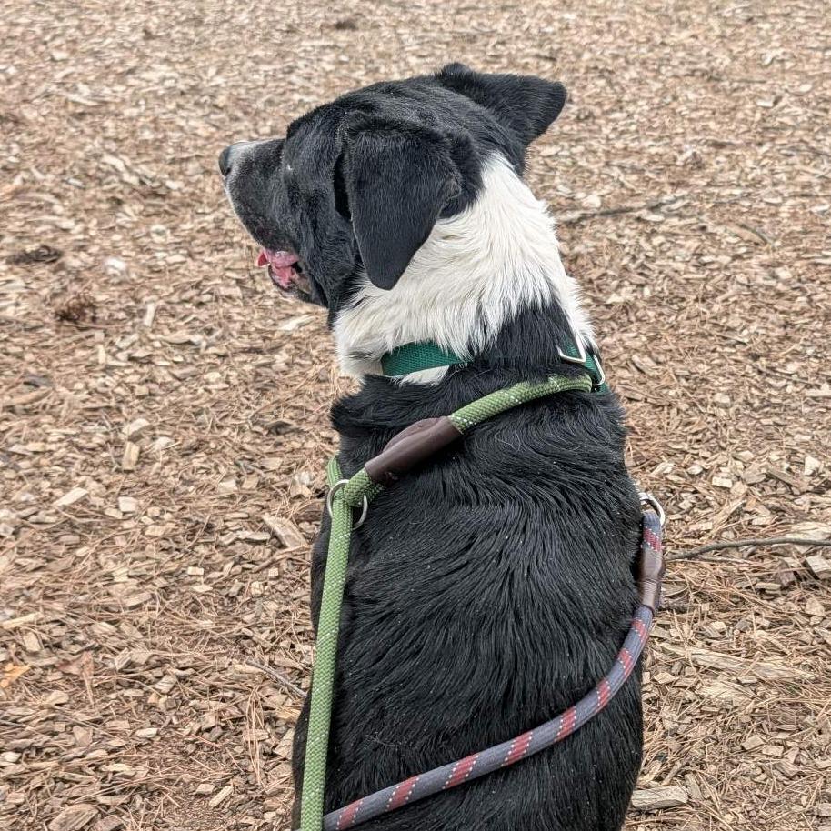 Enlarge Howard, a Adoptable Mixed Breed in Greensboro, NC image 3/6