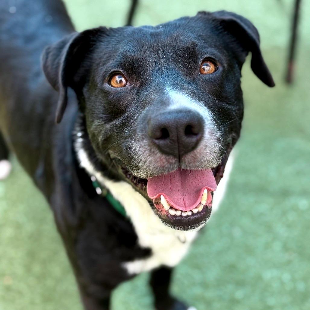 Enlarge Howard, a Adoptable Mixed Breed in Greensboro, NC image 4/6