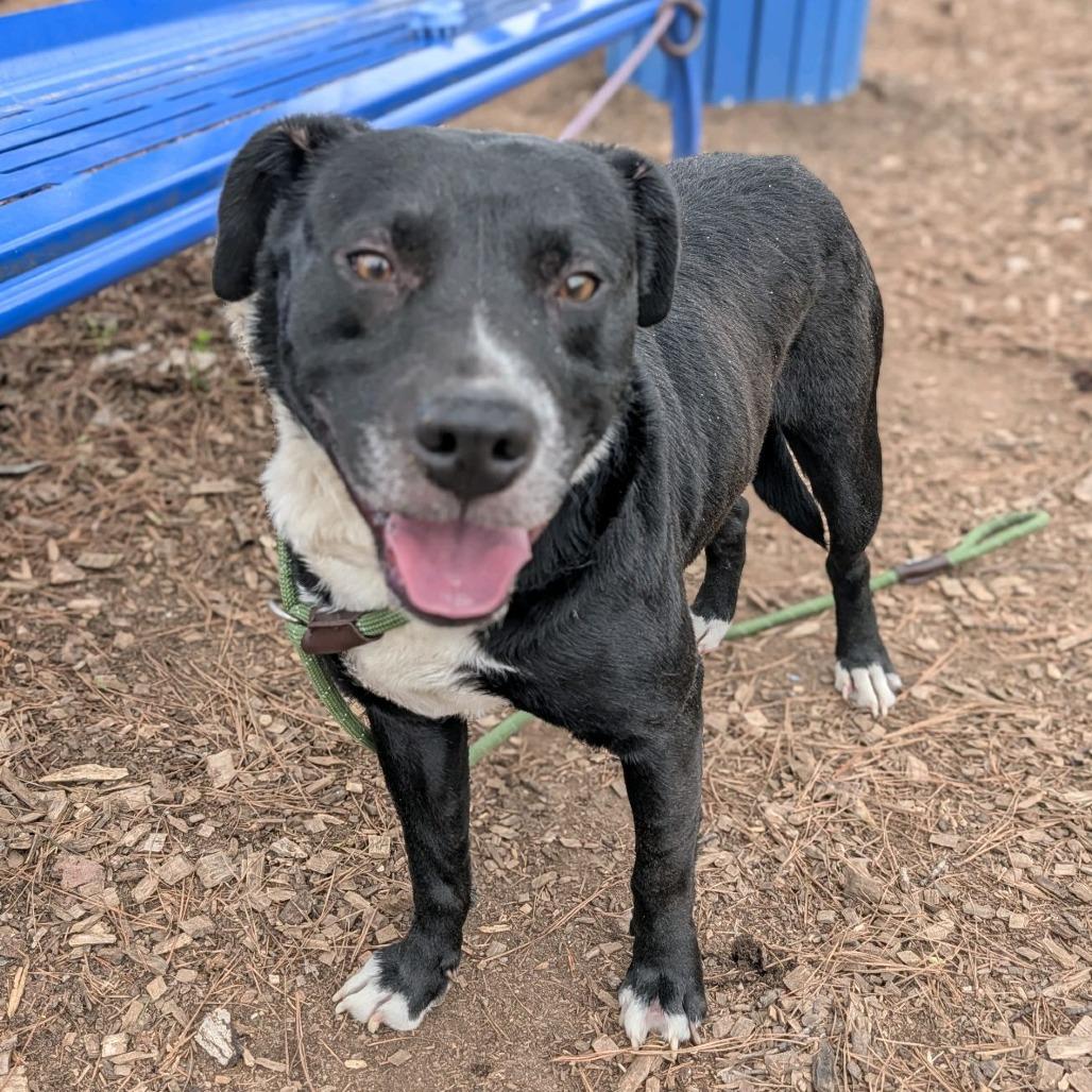 Enlarge Howard, a Adoptable Mixed Breed in Greensboro, NC image 4/6