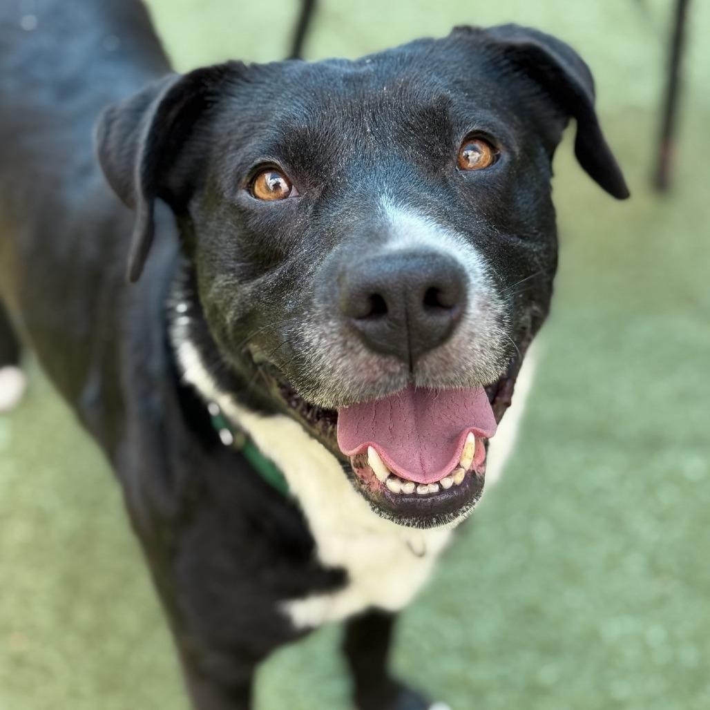 Enlarge Howard, a Adoptable Mixed Breed in Greensboro, NC image 5/6