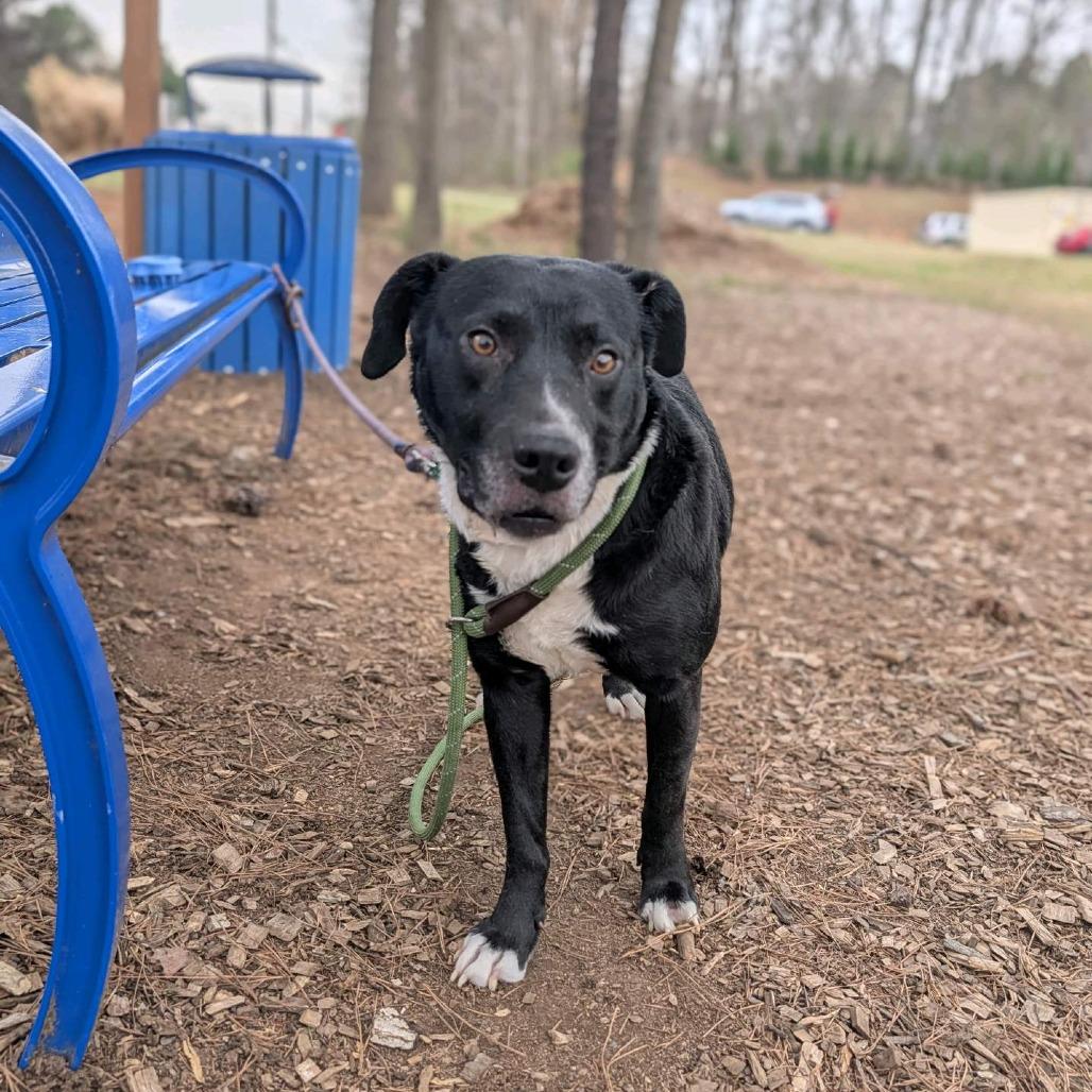 Enlarge Howard, a Adoptable Mixed Breed in Greensboro, NC image 6/6