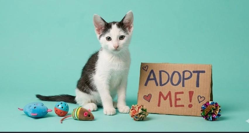 Enlarge Sugar - Sweet and affectionate, a Adopted Domestic Short Hair in Caledonia, WI image 3/6