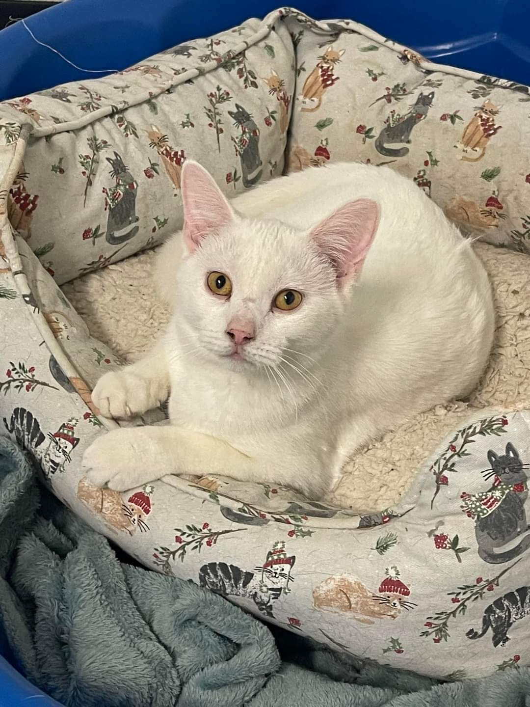 Enlarge Lacey, a Adoptable American Shorthair in Chillicothe, OH image 1/1