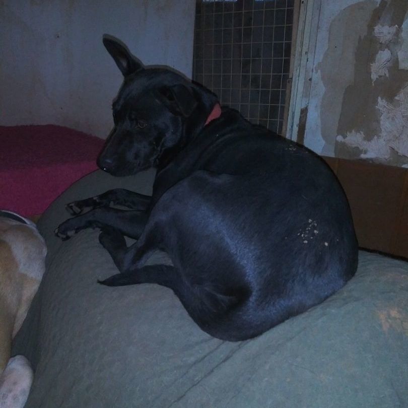 Bearie, Young Male Black Labrador Retriever