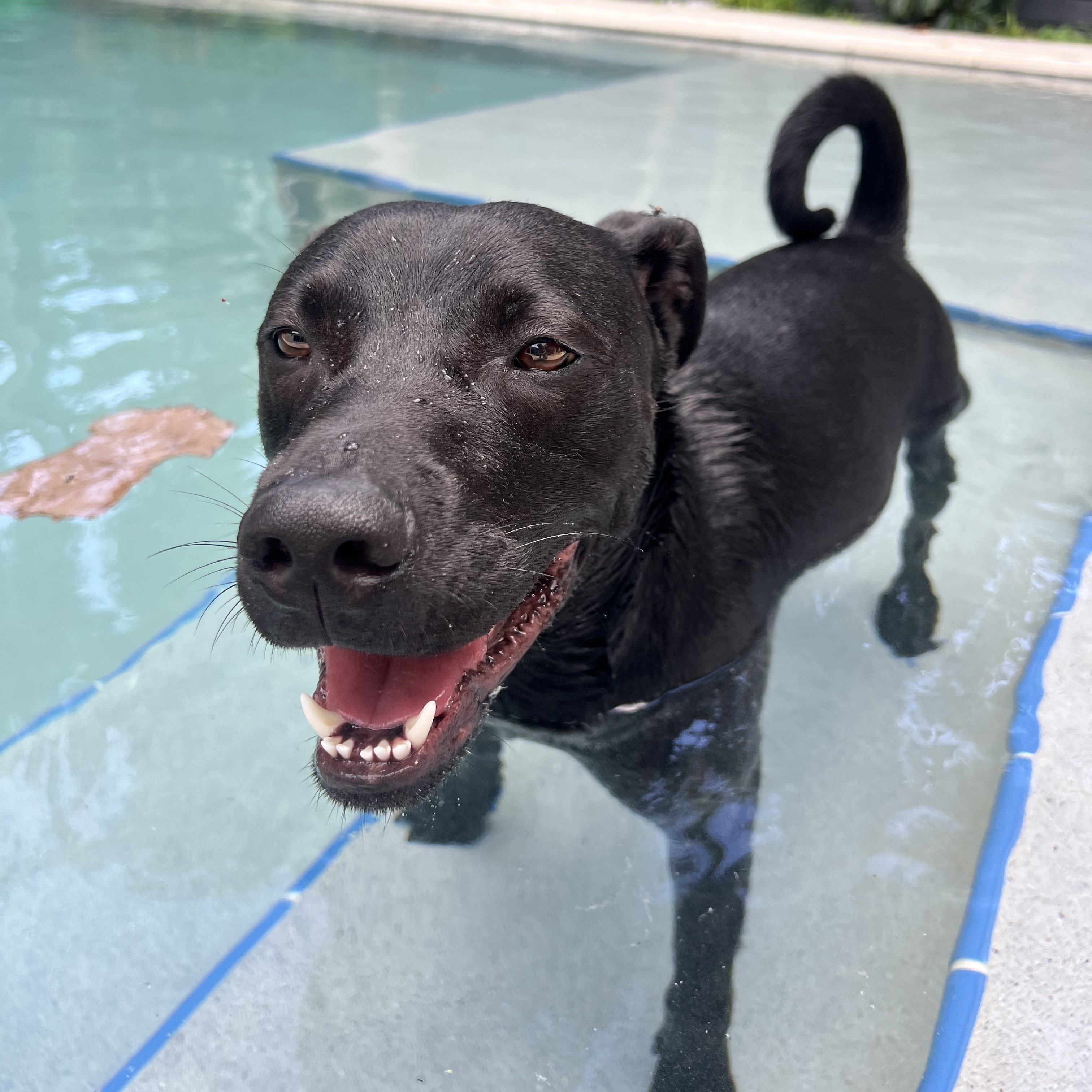 Enlarge Ranger, a Adoptable Black Labrador Retriever in Orlando, FL image 1/5