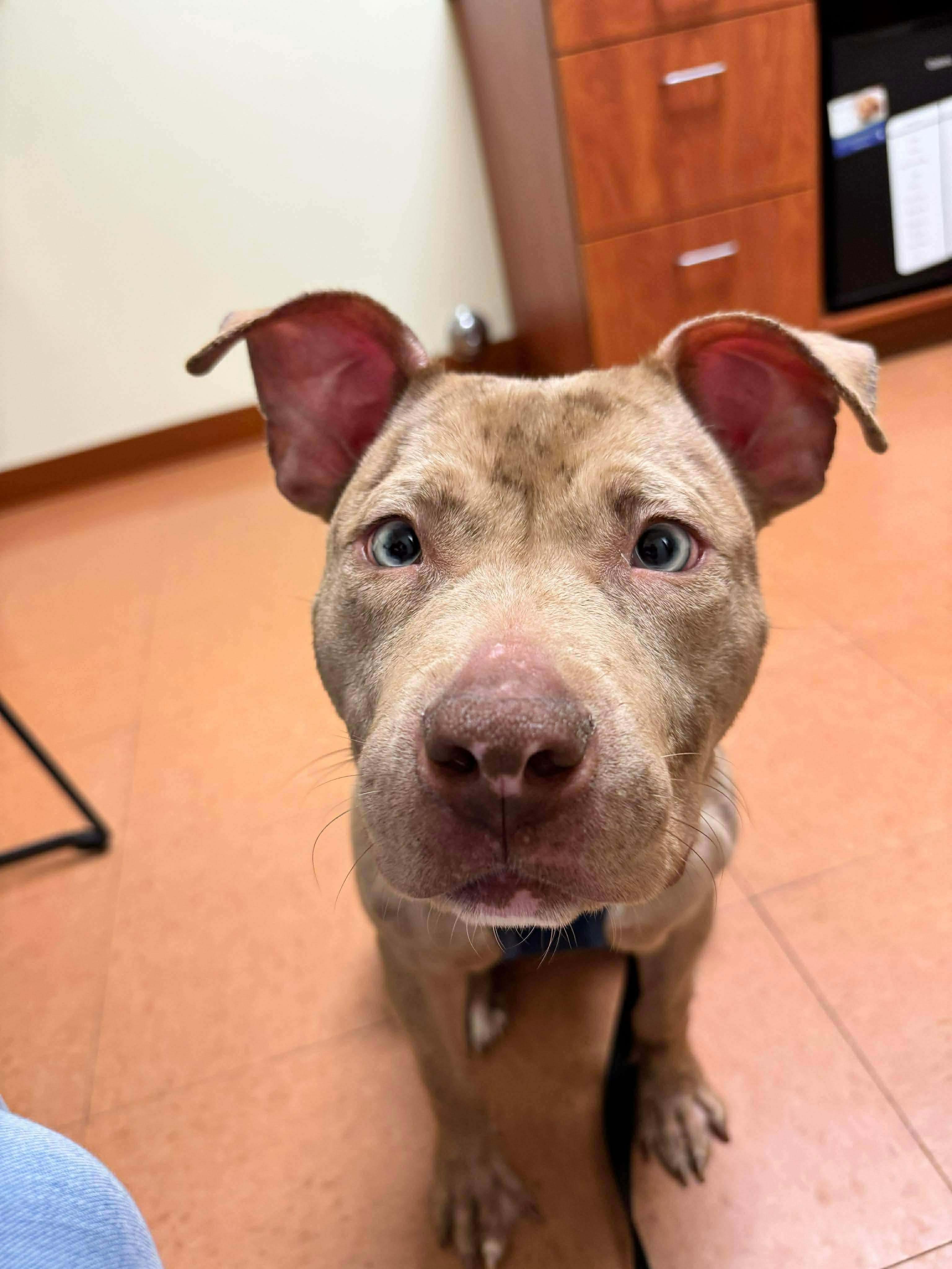 Enlarge Miles, a ADOPTABLE mixed breed in Jackson , NJ image 1/3