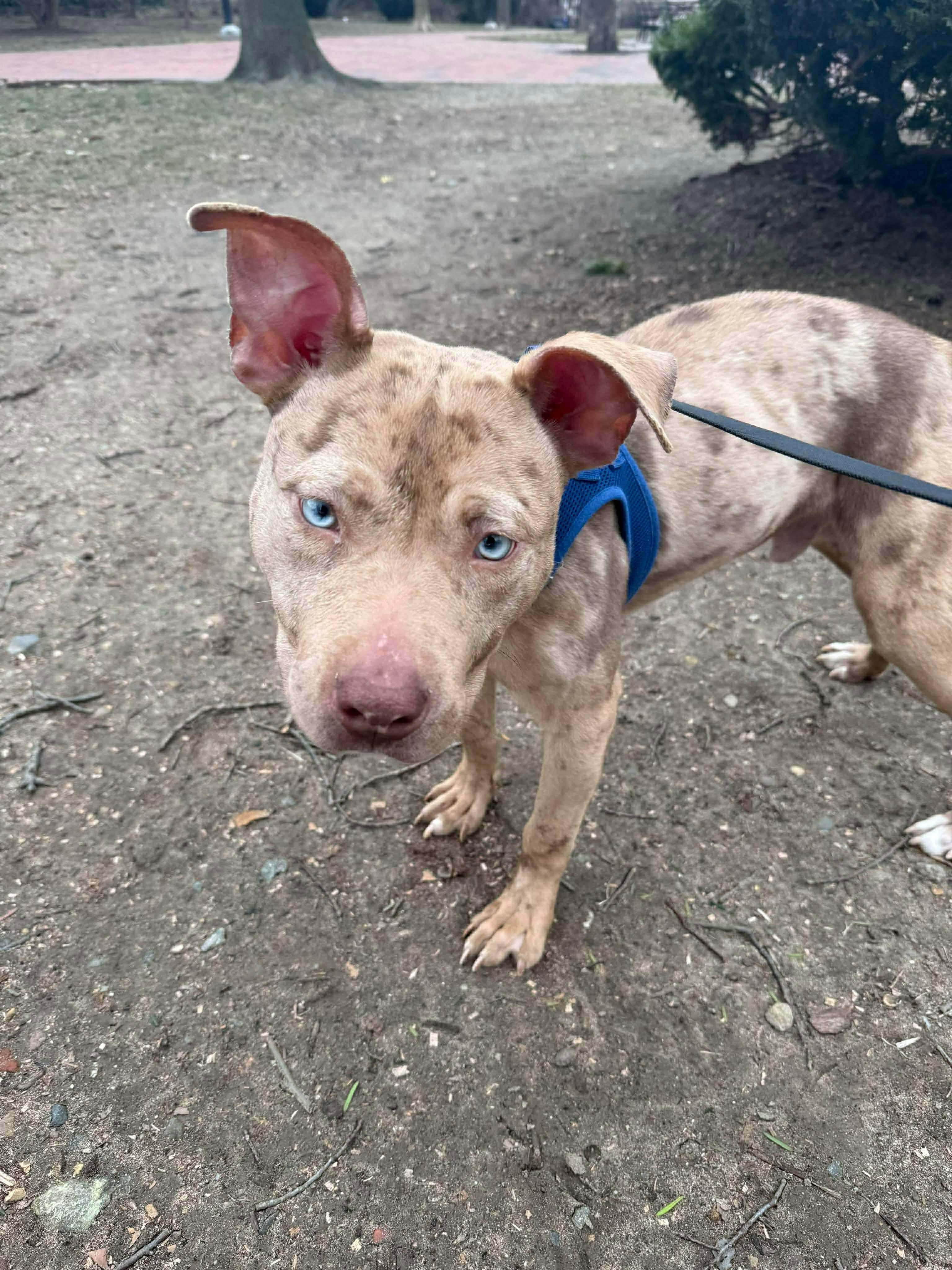 Enlarge Miles, a ADOPTABLE mixed breed in Jackson , NJ image 3/3