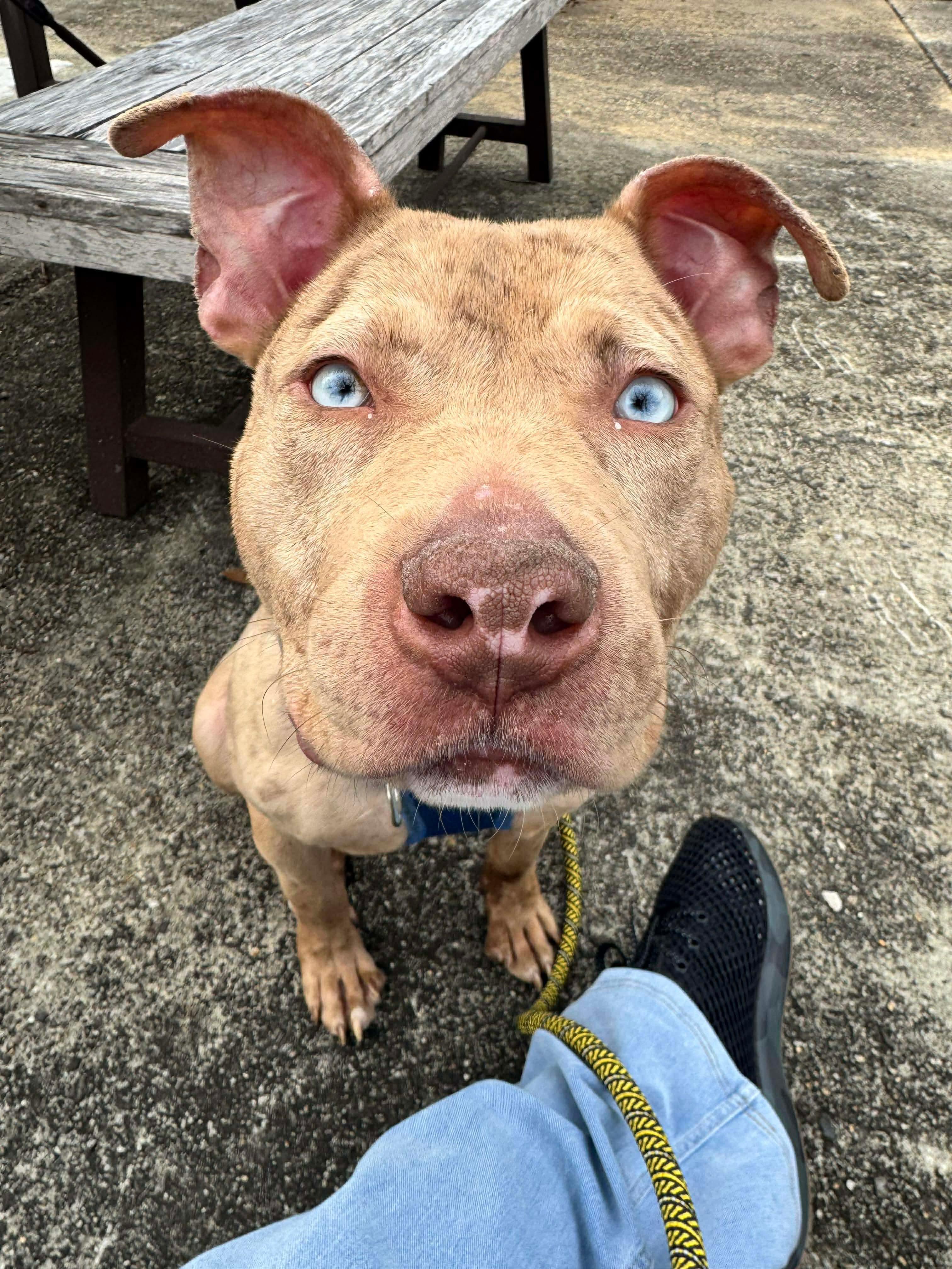 Enlarge Miles, a ADOPTABLE mixed breed in Jackson , NJ image 2/3