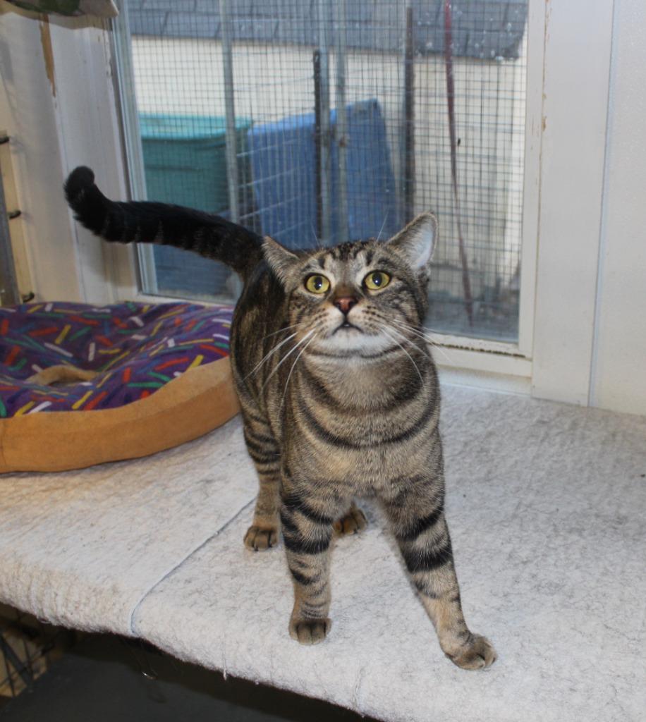 Mama Twirl, Adoptable, Young Female Domestic Short Hair.