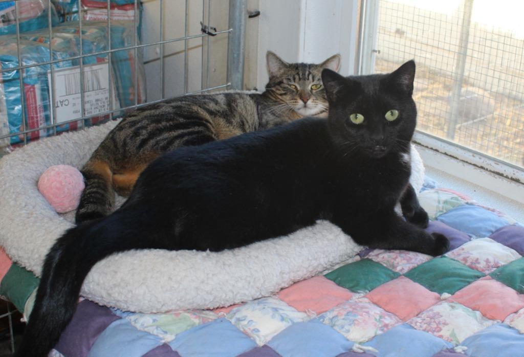 Mama Twirl, Adoptable, Young Female Domestic Short Hair.