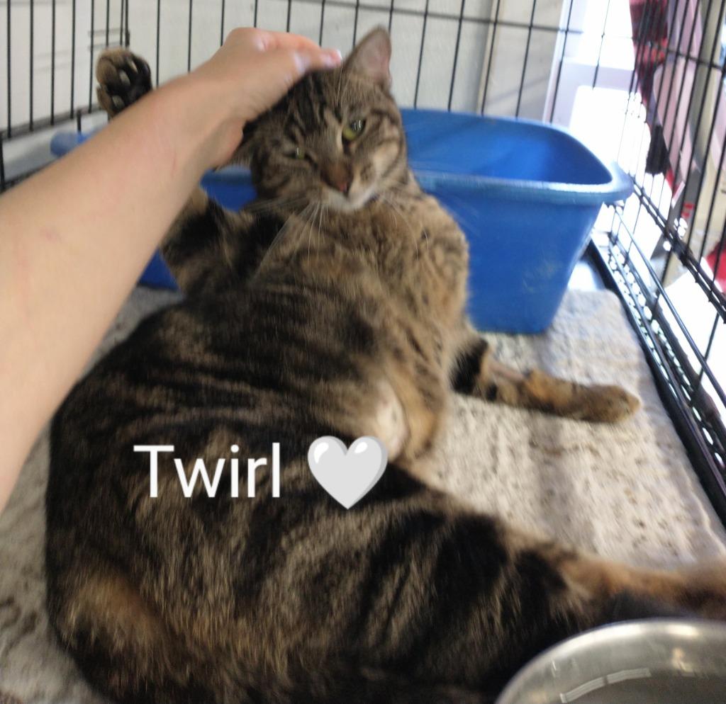 Enlarge Mama Twirl, a Adoptable mixed breed in Saint James, MN image 1/4