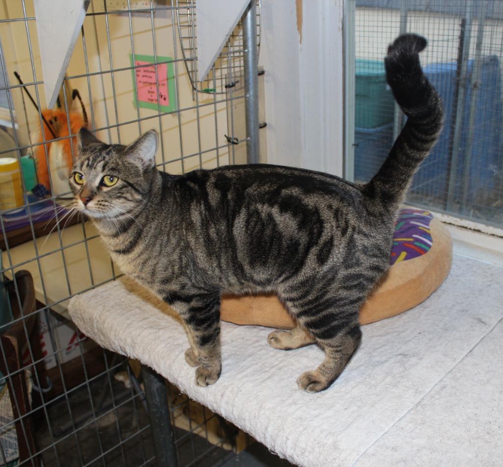 Enlarge Mama Twirl, a Adoptable mixed breed in Saint James, MN image 3/4