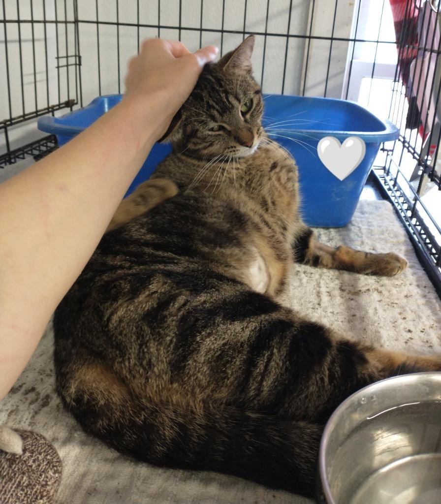 Enlarge Mama Twirl, a Adoptable mixed breed in Saint James, MN image 2/4