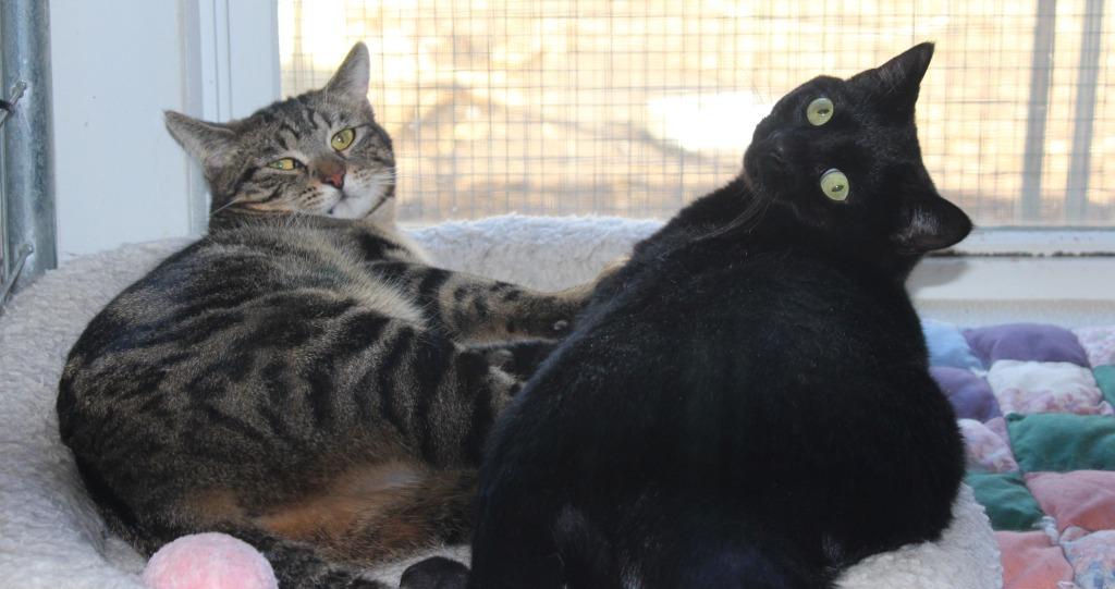 Enlarge Mama Twirl, a Adoptable mixed breed in Saint James, MN image 4/5