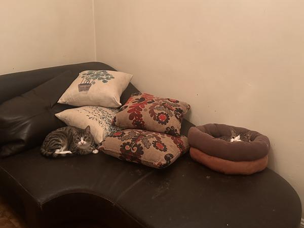 Enlarge Horizon, a Adoptable mixed breed in New York, NY image 1/6