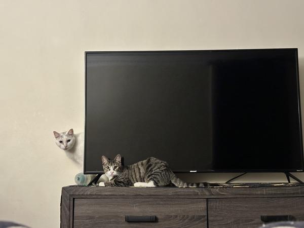 Enlarge Horizon, a Adoptable mixed breed in New York, NY image 2/6