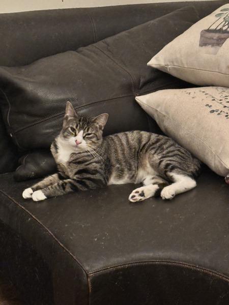 Enlarge Horizon, a Adoptable mixed breed in New York, NY image 3/6