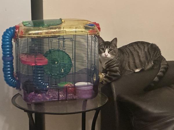 Enlarge Horizon, a Adoptable mixed breed in New York, NY image 4/6