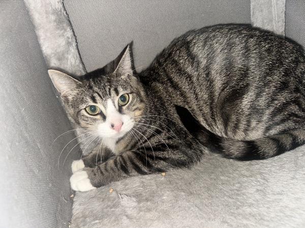 Enlarge Horizon, a Adoptable mixed breed in New York, NY image 5/6