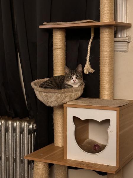 Enlarge Horizon, a Adoptable mixed breed in New York, NY image 6/6