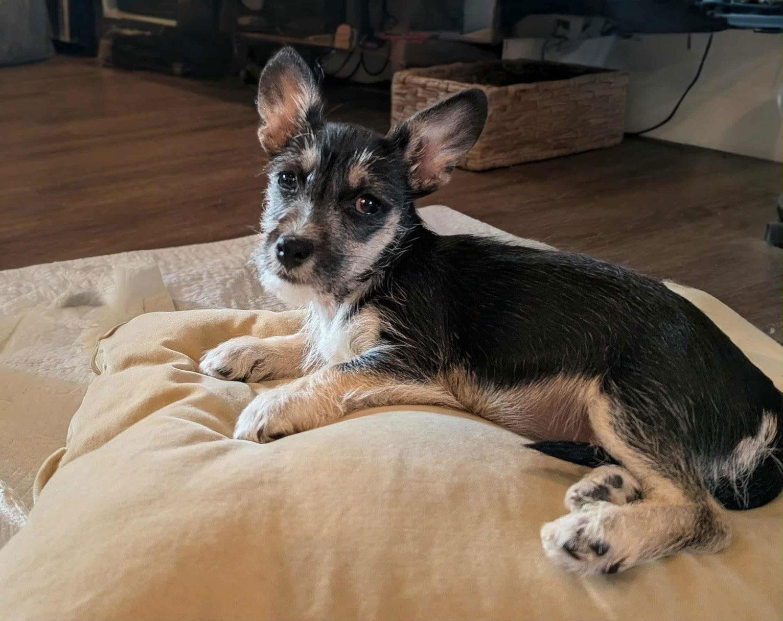 Corona, Adoptable, Young Male Chihuahua & Poodle.