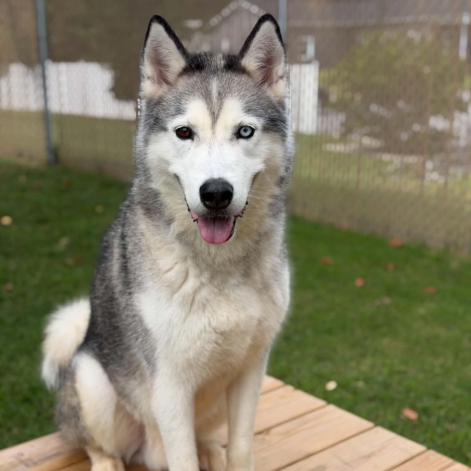 26-01084 SHREDDER, Adoptable, Adult Male Husky.