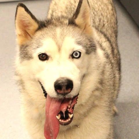 26-01084 SHREDDER, ADOPTABLE, Adult Male Husky.