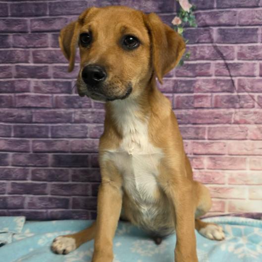 Magneto, Adoptable, Puppy Male Retriever.