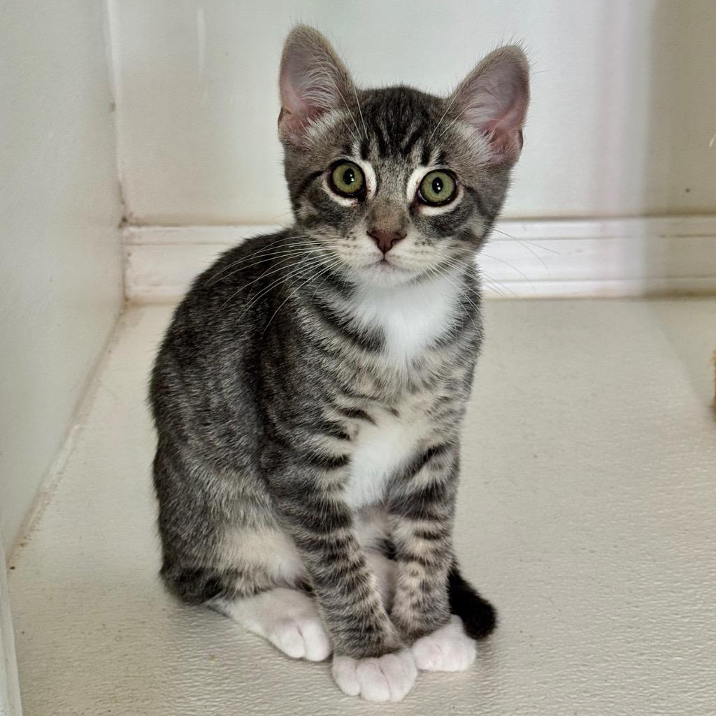 Enlarge Reef, a Adoptable mixed breed in Cambria, CA image 3/3
