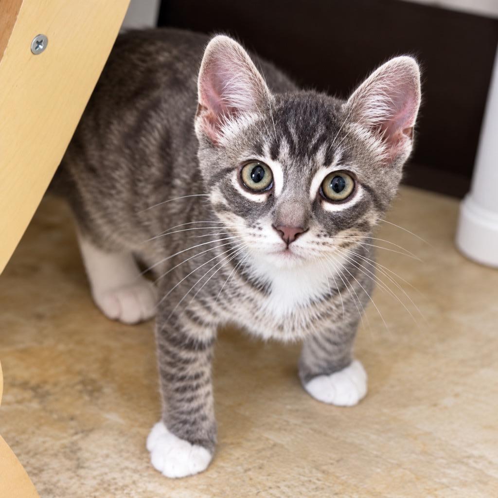 Enlarge Reef, a Adoptable mixed breed in Cambria, CA image 2/3