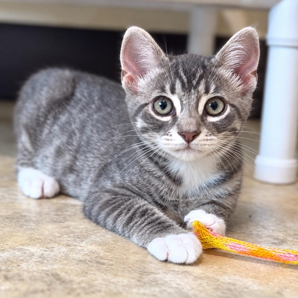 Reef, Adoptable, Kitten Male Domestic Short Hair.