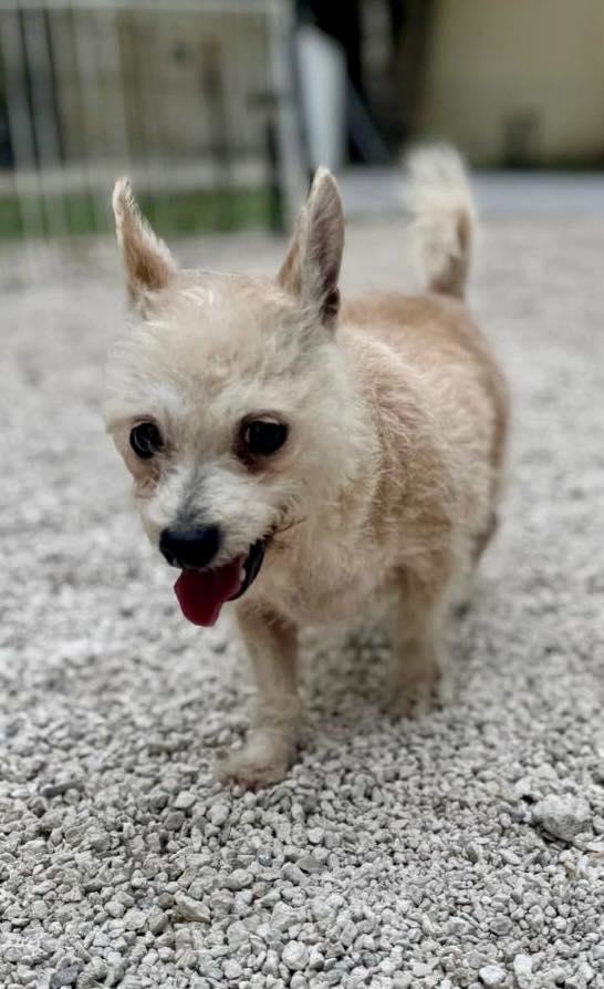 Leyla, Adopted, Senior Female Yorkshire Terrier.
