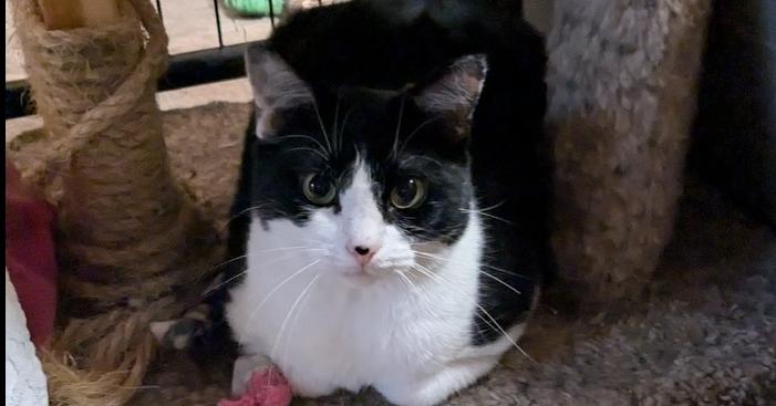 Domino, Adoptable, Adult Female Domestic Short Hair.