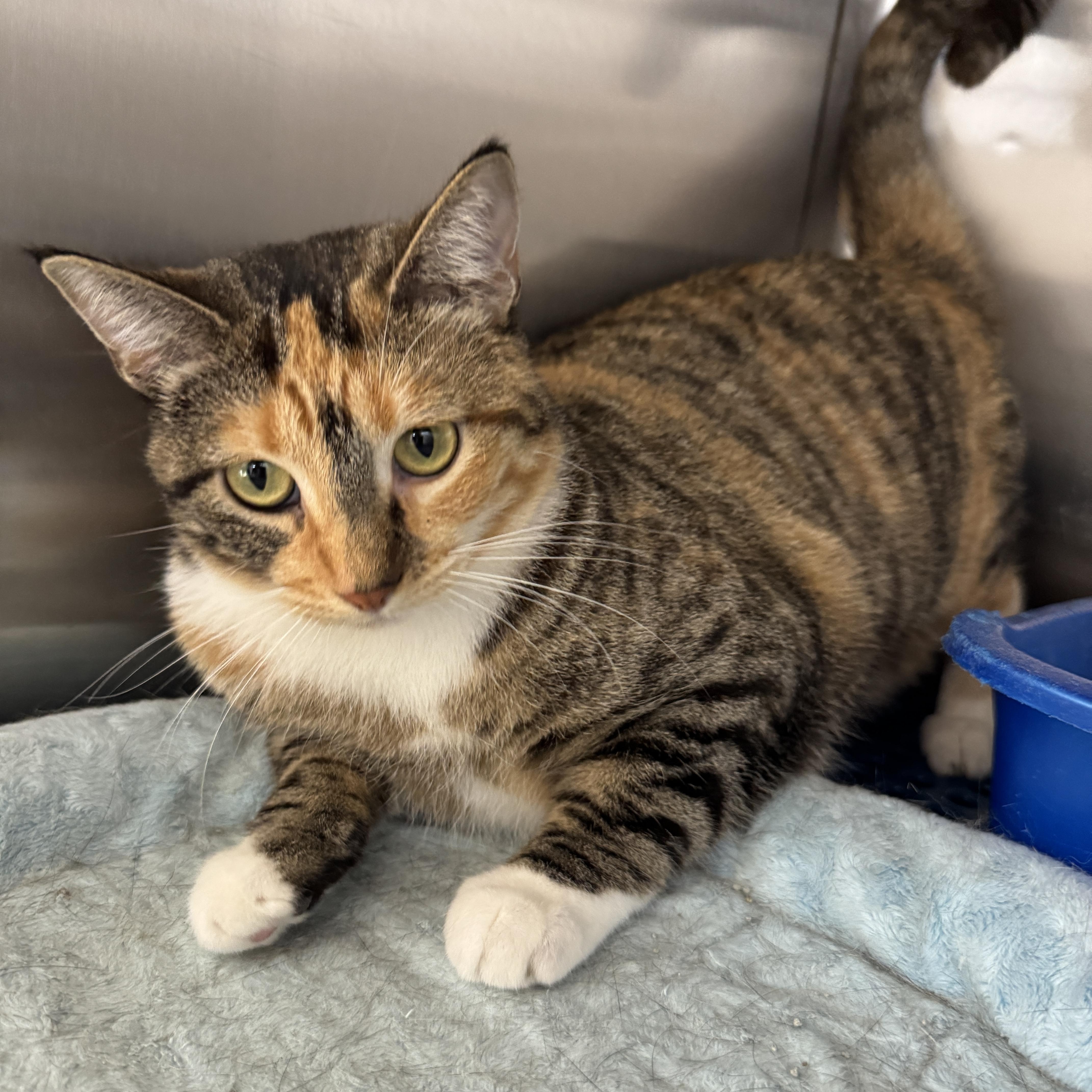 Enlarge Julep, a Adoptable Domestic Short Hair in Breese, IL image 2/3