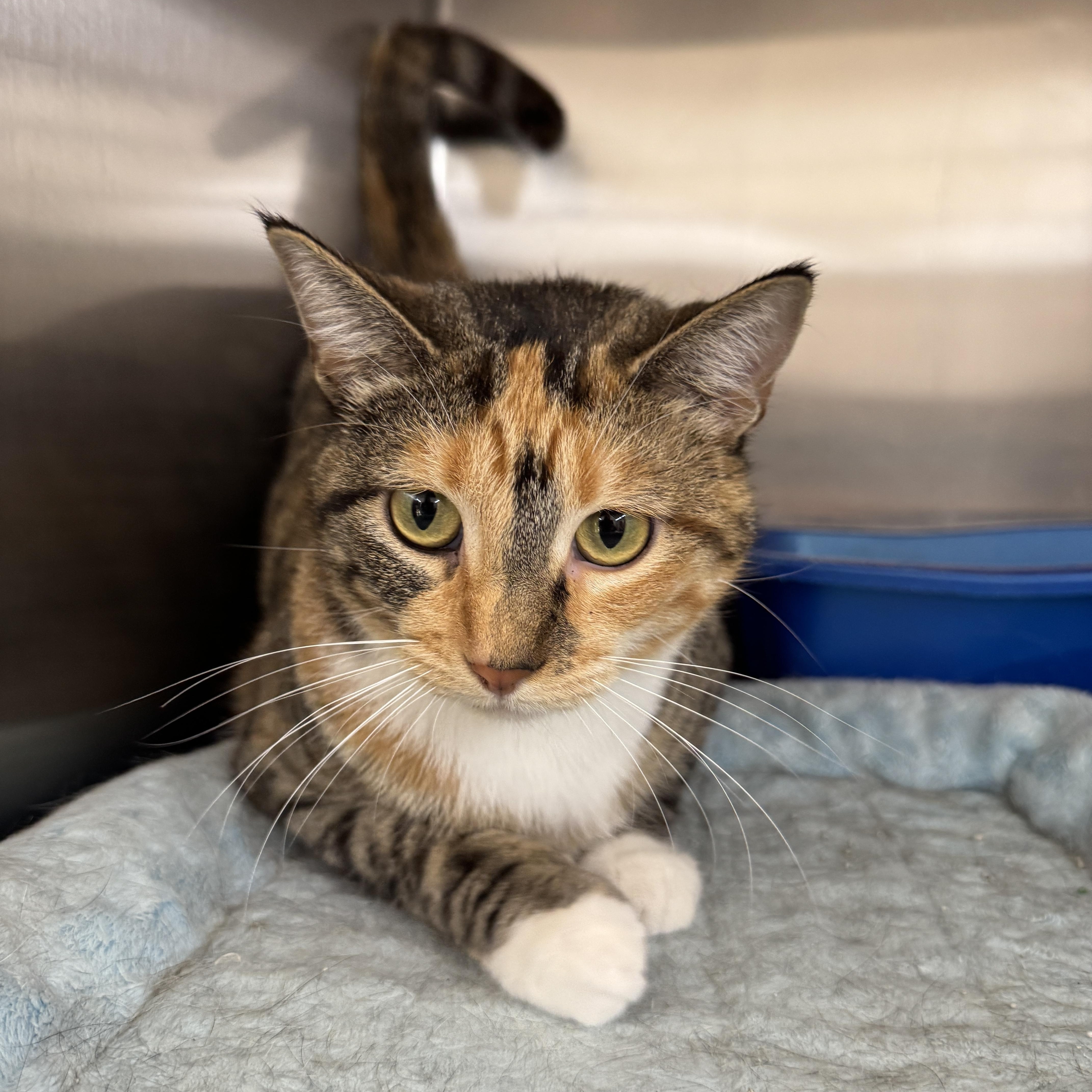 Enlarge Julep, a Adoptable Domestic Short Hair in Breese, IL image 3/3