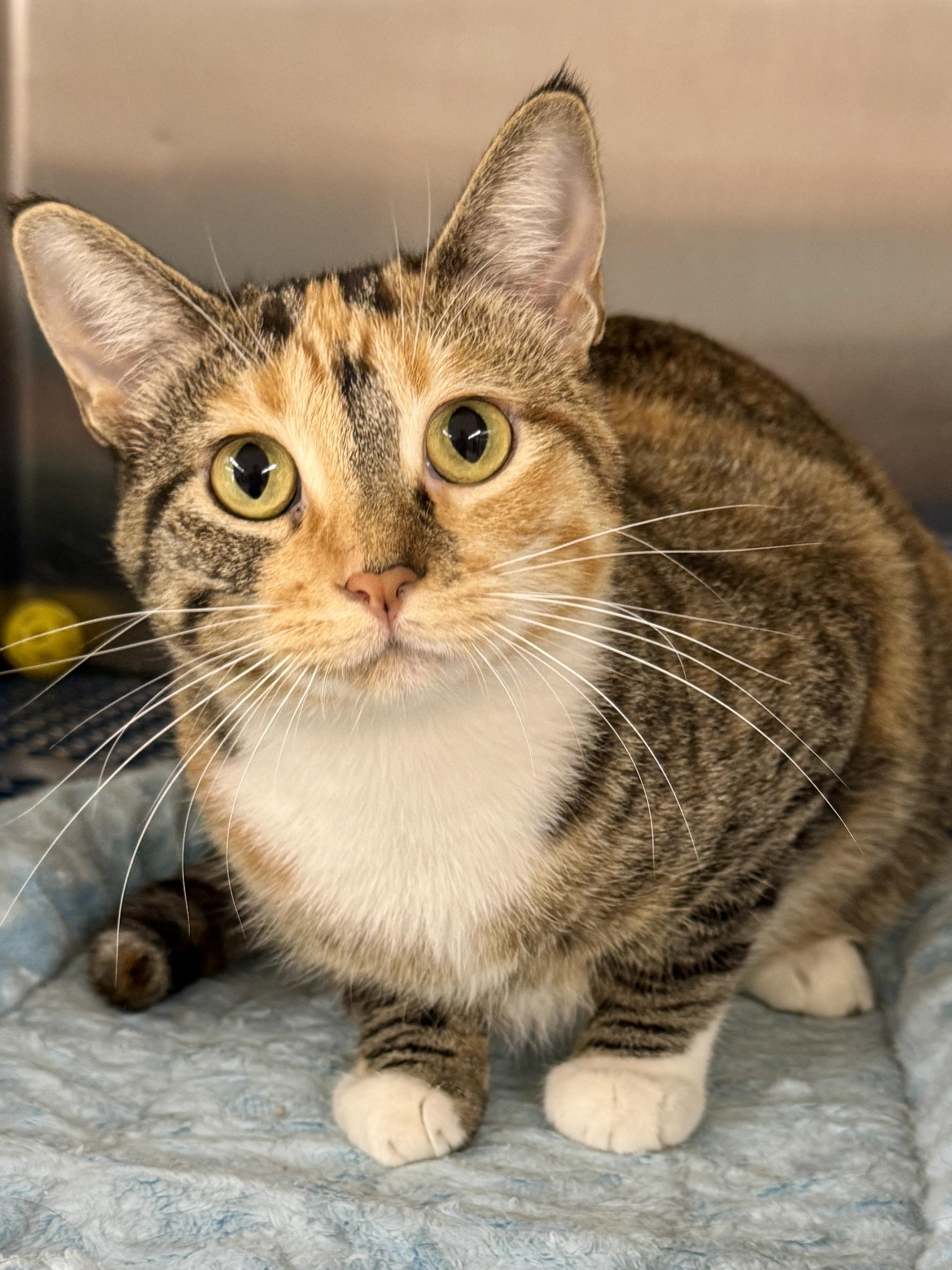 Julep, Adoptable, Adult Female Domestic Short Hair.