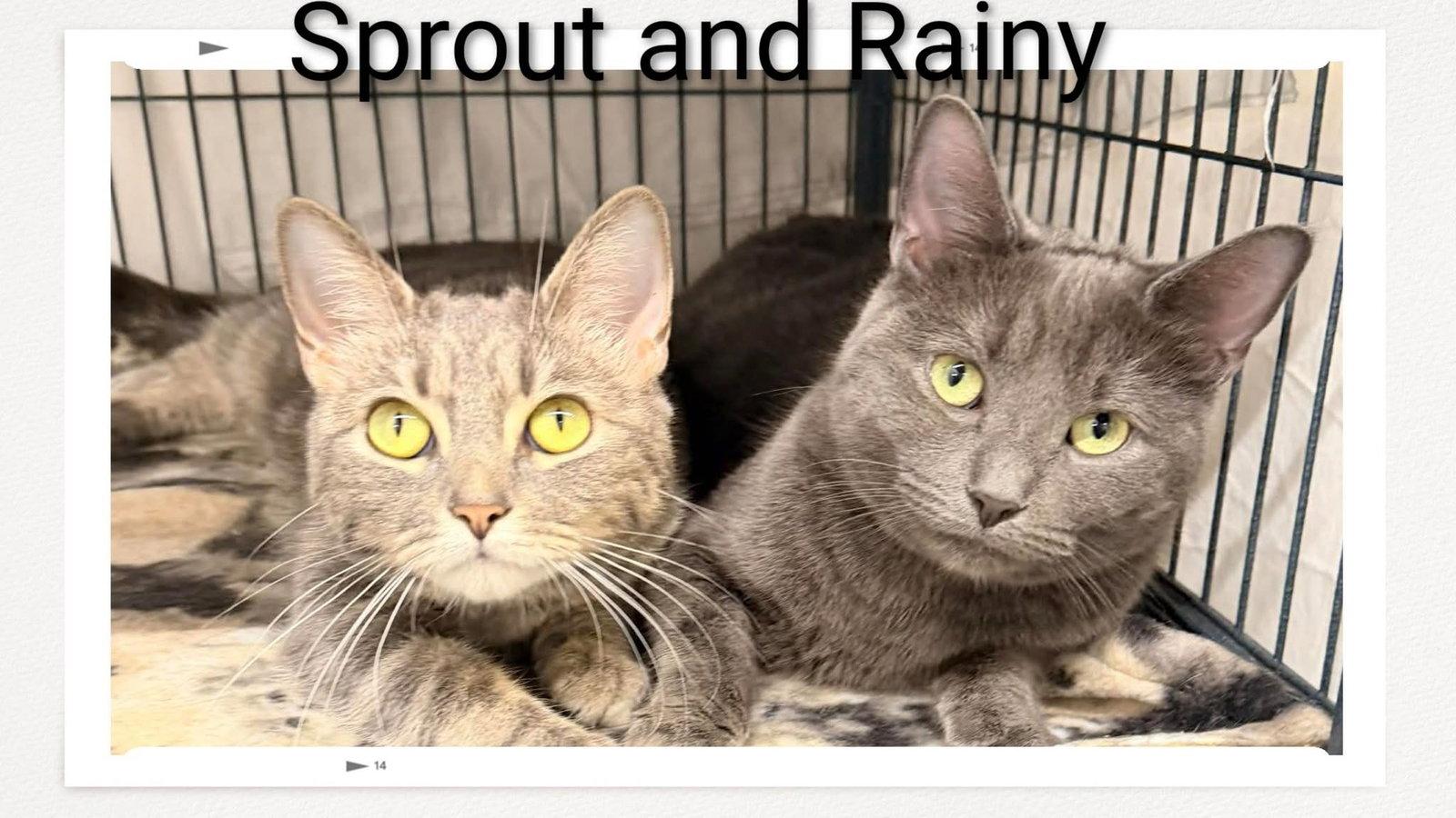 Sprout & Rainy, Adoptable, Young Female Domestic Short Hair.